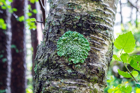 Fresh green lichen on tree bark close up viewの写真素材