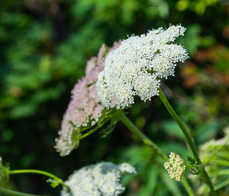 Cow parsnip on foreground and valley in mountains in the backgroundの写真素材