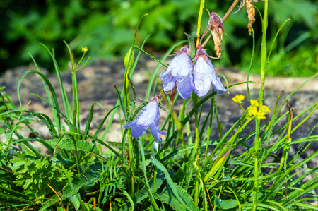 Blue bellflower on the blurred green backgroundの写真素材