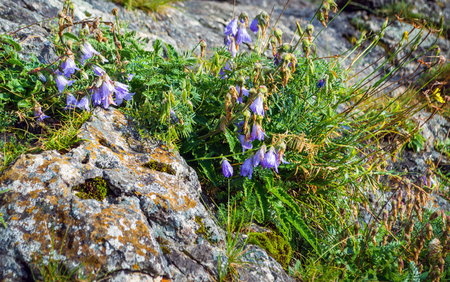 Blue bellflower on the blurred mountain on backgroundの写真素材