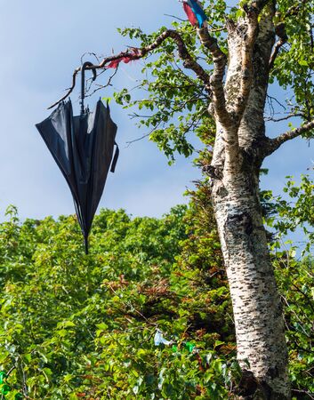 Black umbrella hanging on the birch tree on blue sky backgroundの写真素材
