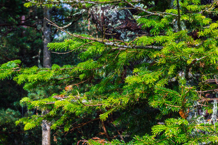 Detail of fresh spruce branch in forest after rainの写真素材