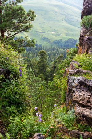 Lilac flowers bells at the rock cliff overlooking the plateau in mountain region.の写真素材