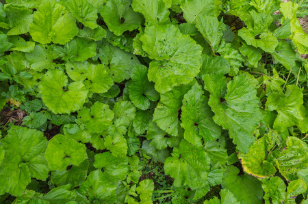 Green leaf backgroundの写真素材