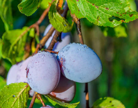 Ripe plums on the tree branches in the warm dawn lightの写真素材