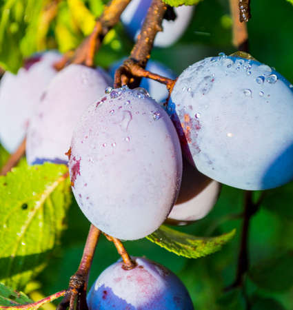 Ripe plums on the tree branches in the warm dawn lightの写真素材