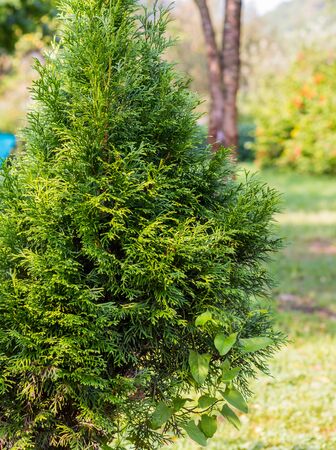 Leaves of pine small Thuja tree, yellow and green blur backgroundの写真素材
