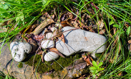 Alone trace footprint of the feet made of a pebble stone on grass texture backgroundの写真素材