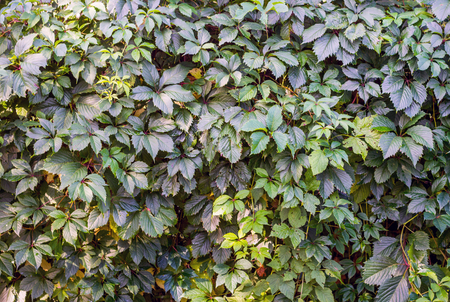 Surface covered with the green ivy leaves as a background textureの写真素材