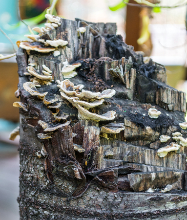 Shelf fungus on tree trunkの写真素材