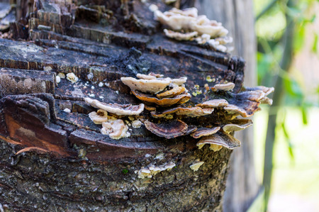 Shelf fungus on tree trunkの写真素材