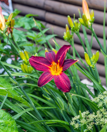 Brilliant red day lilies blooming against a wooden log wall in summer add color to the urban street scape with their graceful flowers and buds.の写真素材