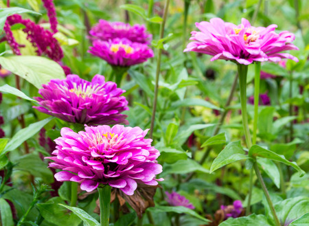 Beautiful flowers in garden with a blurred backgroundの写真素材