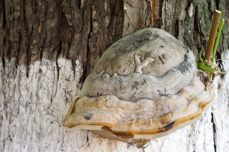 Big shelf fungus on tree trunkの写真素材