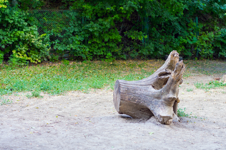 Old rotten tree stump is situated on the ground meadow.の写真素材