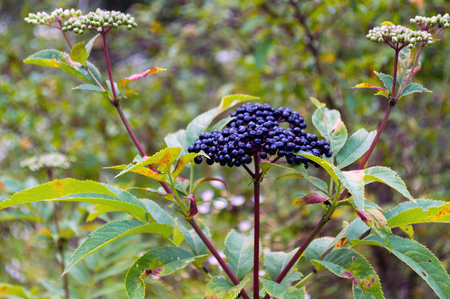 Elder berries on a green blurry backgroundの写真素材