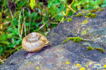 Snail crawling on the wet stone covered with mossの写真素材