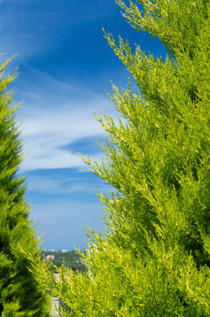 Green Thuja on blue sky with white clouds background.の写真素材