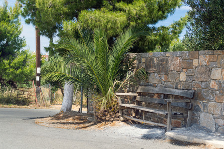Wooden bench under a palm tree near the roadの写真素材