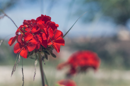 Red garden geranium flowers , close up shot geranium flowersの写真素材