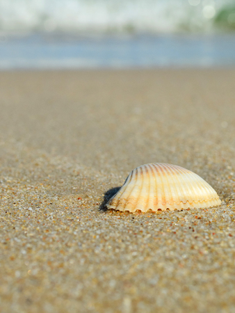 Shell on a sandy beach