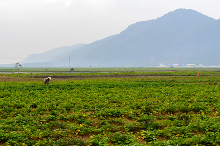 Peasant working in rice fields in Northern Vietnam.の写真素材