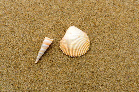 Two seashells on sand beach