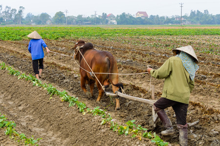 Farmer using bull plowing rice field. Asian man using the buffalo to plow for rice plant, Countryside or rural Vietnamの写真素材