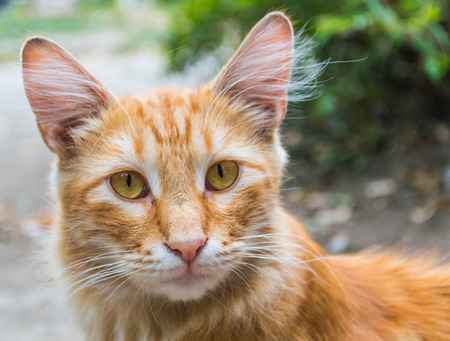 Beautiful ginger cat closeup, blur backgroundの写真素材