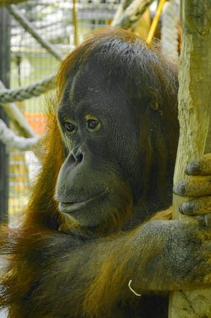 This is a close up of a Orangutan.
