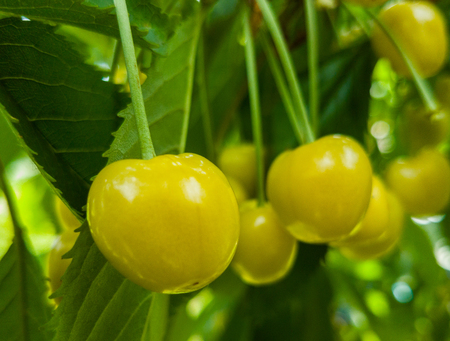 Yellow cherry plum fruit on a branch close-upの写真素材