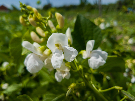 Pea plant with white blooms in village garden.の写真素材