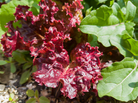 Colorful leaves of lettuce growing on a bed in a kitchen garden