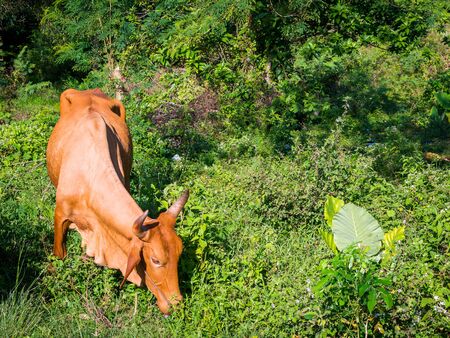 Portrait of a brown cow that eats green tree branches.の写真素材