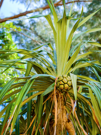 Palm fruit on tree. Asia contries Vegetationの写真素材