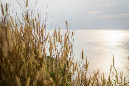 Spikelets on the coast of sea on sunset.の写真素材