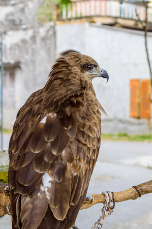 Impressive Eagle perched on a trestle during a demonstration of birds of prey by hunting