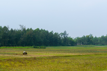 Vietnam rice fieldの写真素材