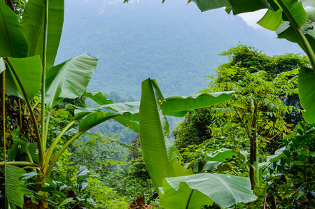 Big tropical leaves in jungle forest