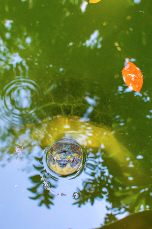 Big turtle in water of tropical pond in Thailand.の写真素材