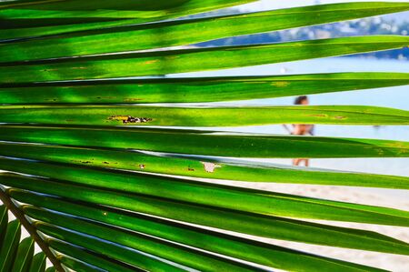 Palm and tropical beach