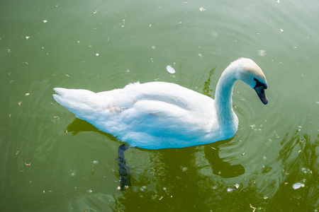 White swan in the lake with green waterの写真素材