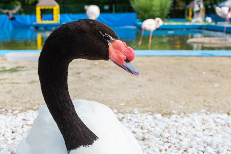 Portrait of white swan with black neck.の写真素材
