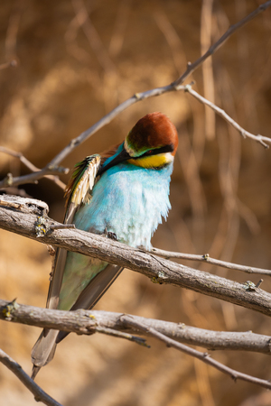 The European Bee-eater, Merops apiaster is sitting on branch and cleans feathers.の写真素材