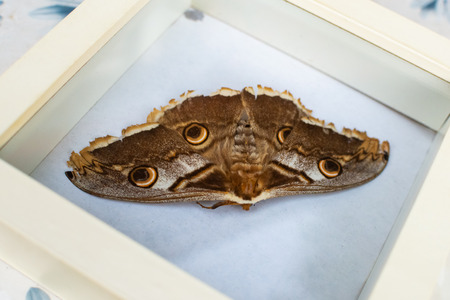 Butterfly in a glass box on a white background.の写真素材