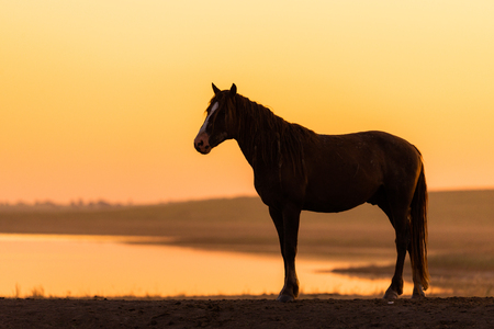 Wild horse in wildlife on golden sunset.の写真素材