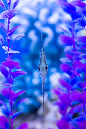 Angelfish or Pterophyllum scalare aquarium fish, front view.