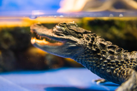 Eye of Caiman crocodilus in water in aquarium.の写真素材