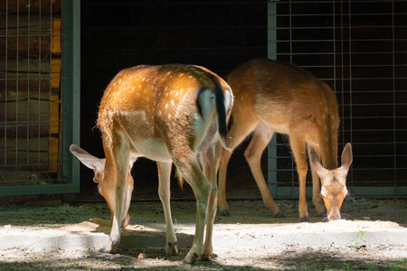 Deer or Dama dama eating grass in the zoo.