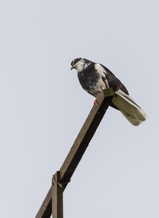 Pigeon sits on a wooden perch in village.の写真素材